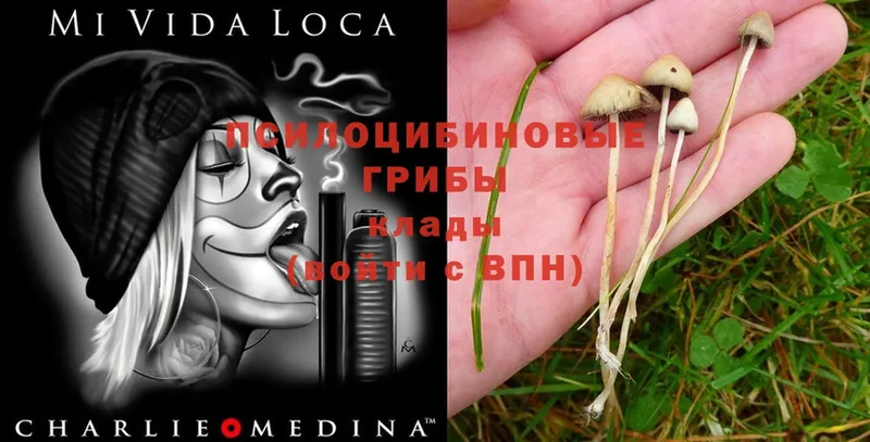 что такое наркотик  Кушва  Псилоцибиновые грибы Psilocybe 